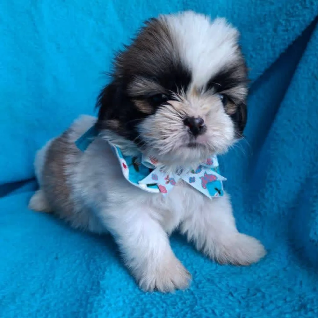 shitzu mini cachorro color tricolor