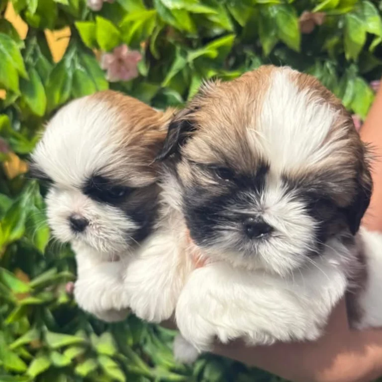 shih-tzu-lote-png-6