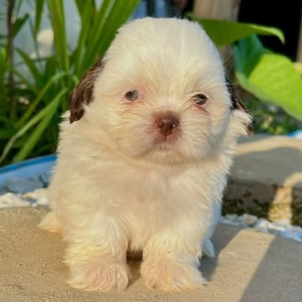shitzu mini cachorro color bicolor