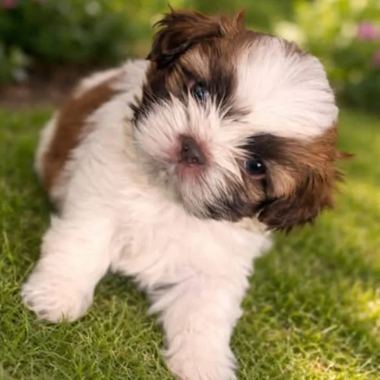 shih-tzu-lote-png-8