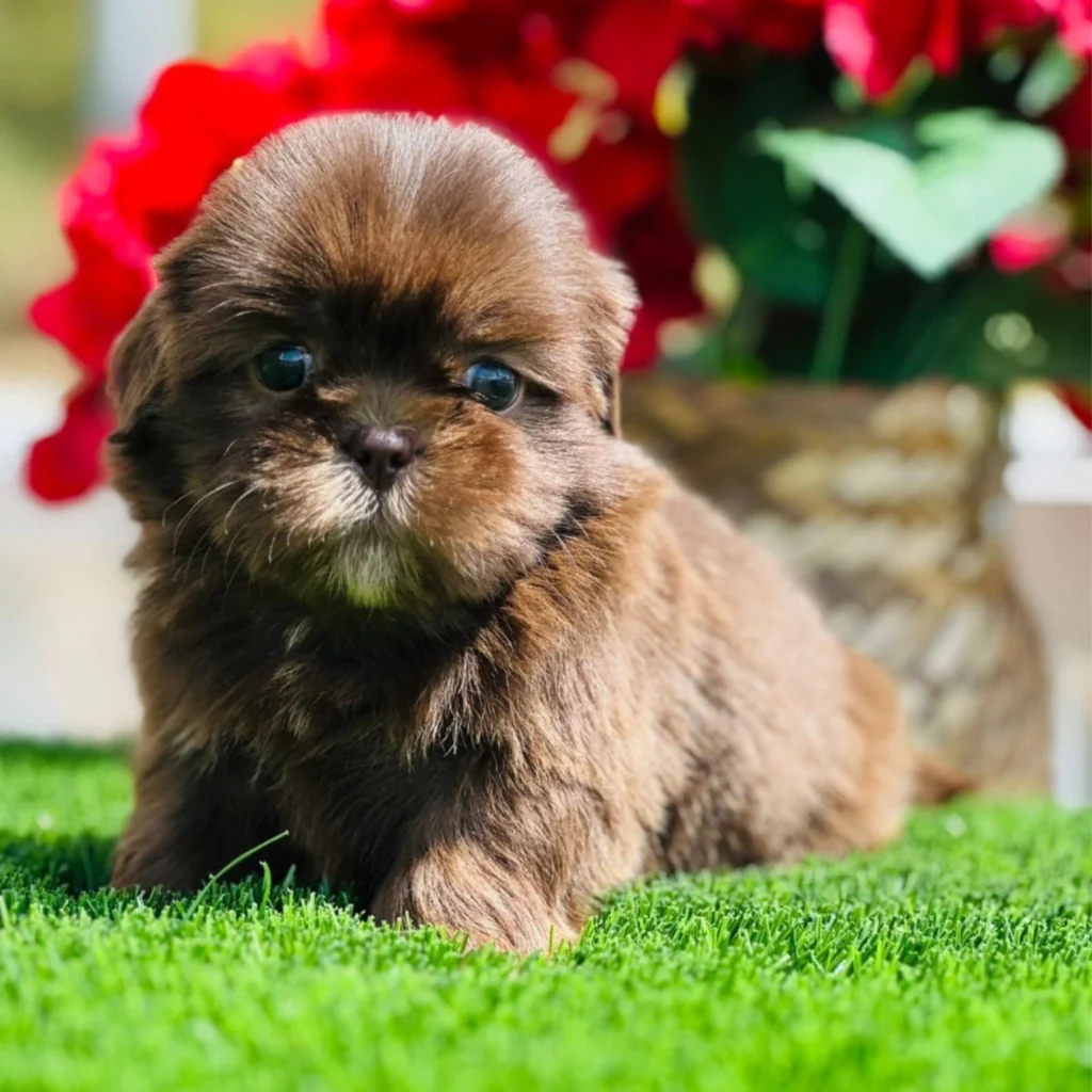 shitzu mini cachorro color chocolate solido