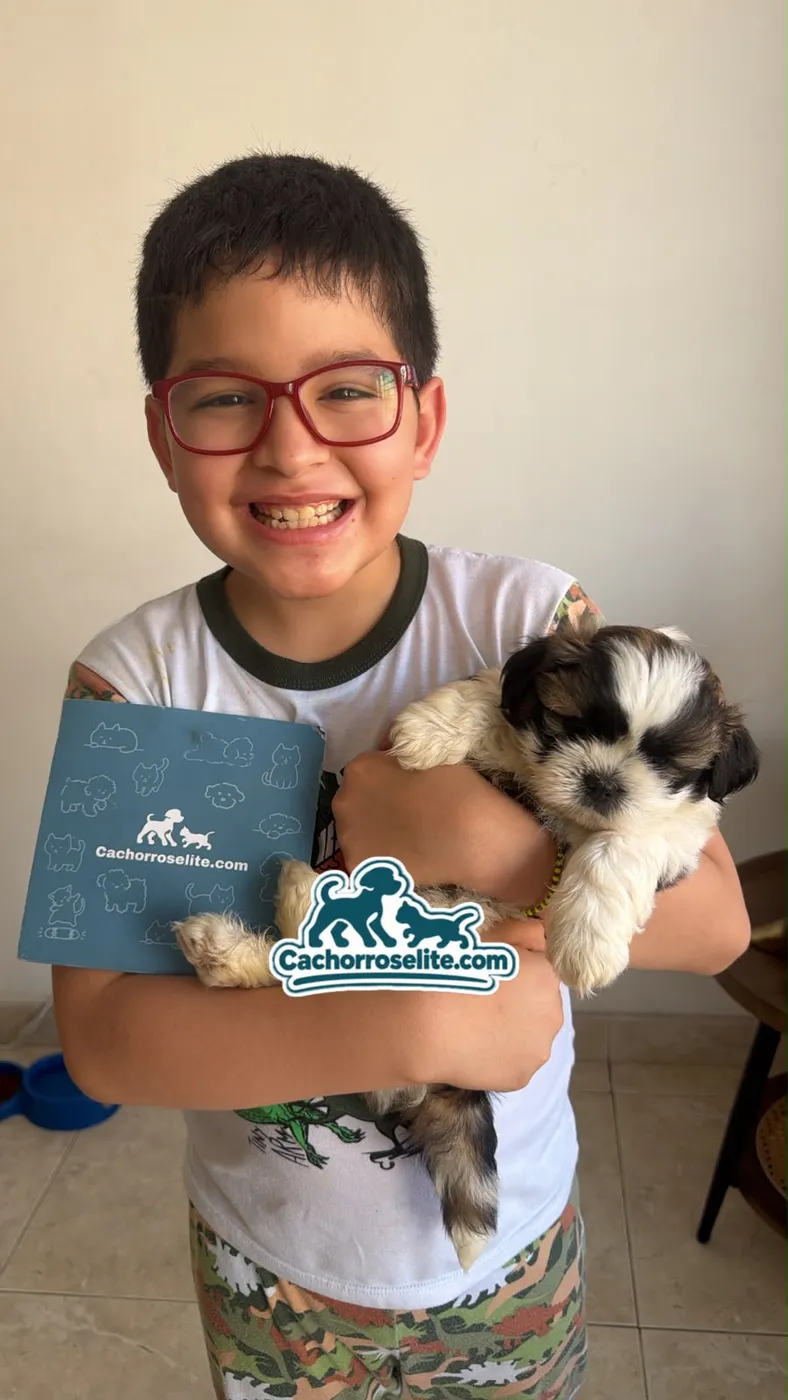 Niño feliz con su cachorro Shih Tzu Mini tricolor el día de la entrega